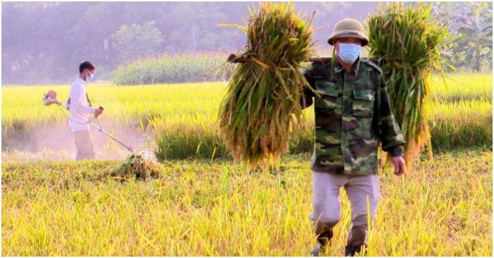 Sản lượng lúa 2021 tăng hơn triệu tấn, Việt Nam vẫn nhập 3.1 triệu tấn thóc từ Campuchia