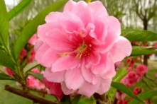 Hoa đào – Không chỉ chơi Tết mà còn Trừ tà và làm thuốc quý