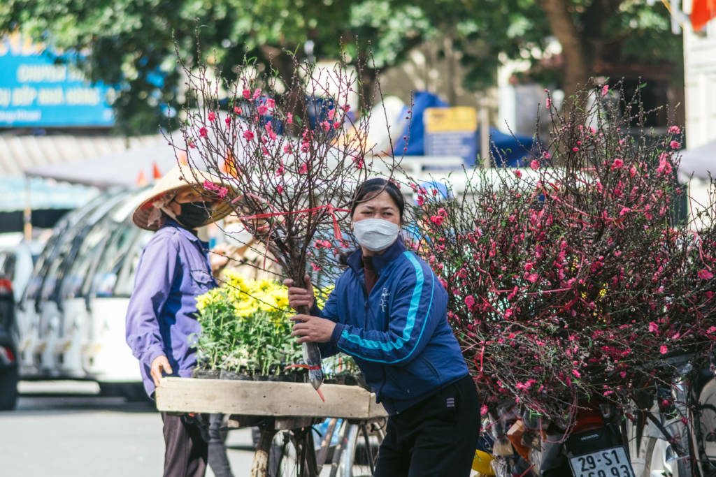 hoa đào