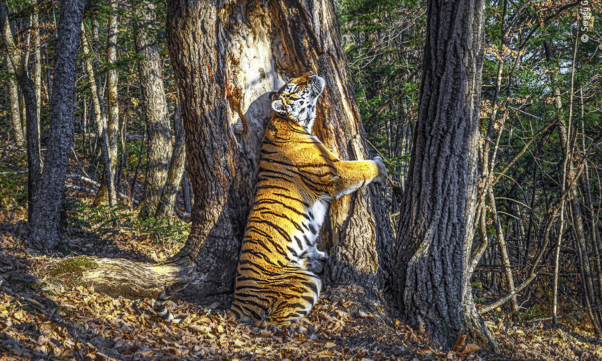 Bức ảnh hiếm hoi về con hổ Siberia trong rừng già nước Nga