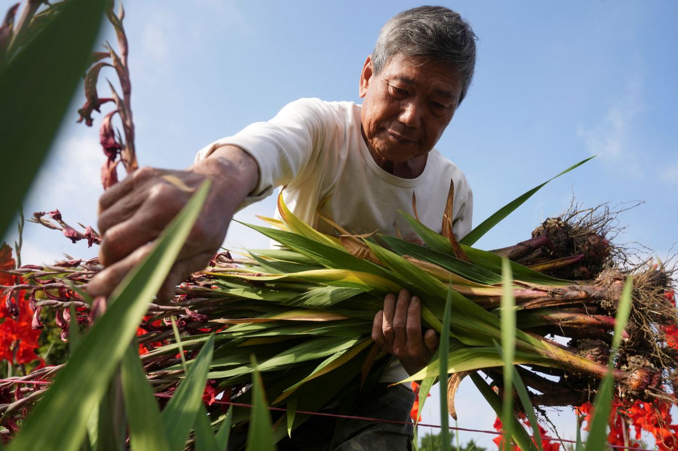 Nông dân Hồng Kông đốt hoa Tết vì ế ẩm