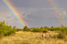 Bức ảnh để đời – sư tử dưới ánh cầu vồng