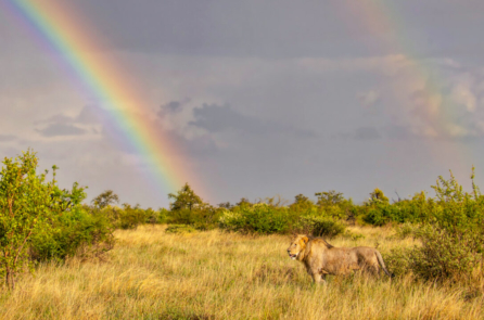 Bức ảnh để đời – sư tử dưới ánh cầu vồng