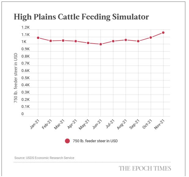 Các chủ trang trại lên tiếng cảnh báo khi giá thức ăn chăn nuôi tăng mạnh