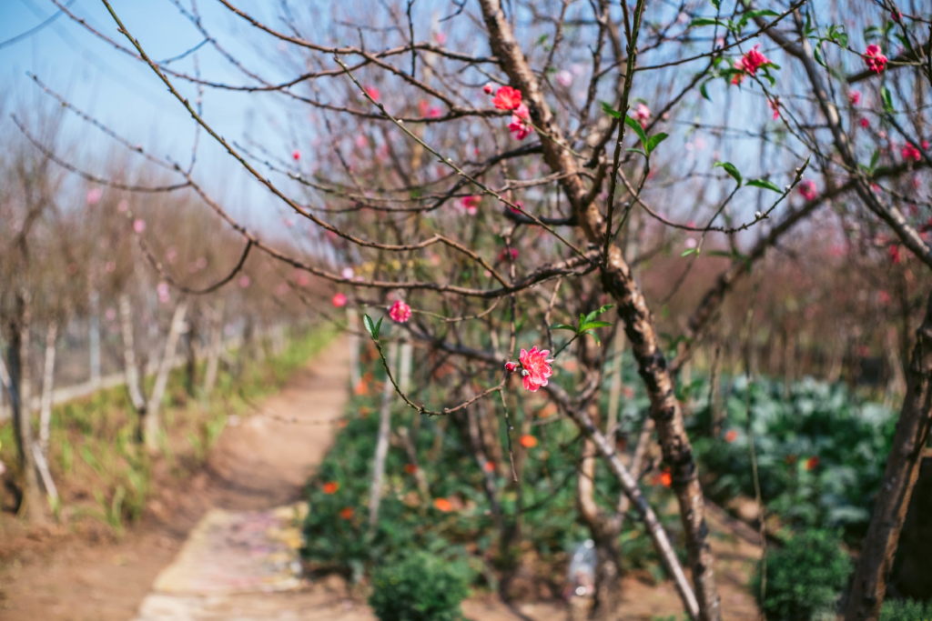 chợ hoa đào mùa covid