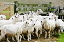 Hiệp định Thương mại tự do New Zealand-Trung Quốc ‘nâng cấp’ sẽ có hiệu lực vào tháng Tư