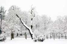 Những cây lá phong ‘nổ tung’ làm rung chuyển mùa đông Texas