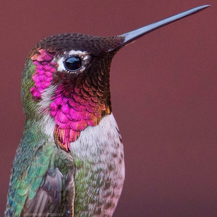 Chụp ảnh những chú chim ruồi mang đến niềm hy vọng cho một bệnh nhân trầm cảm