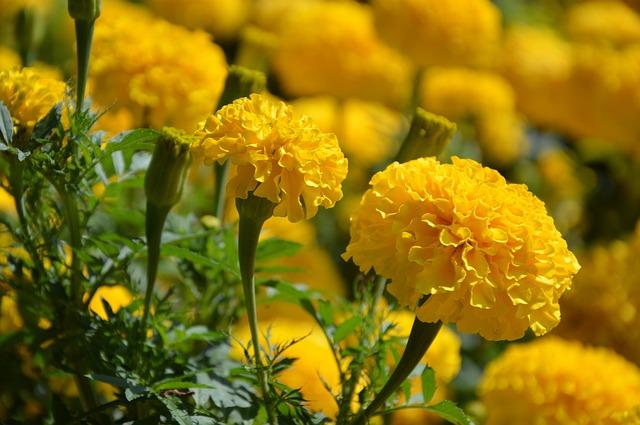  9 thảo mộc hỗ trợ miễn dịch hàng đầu