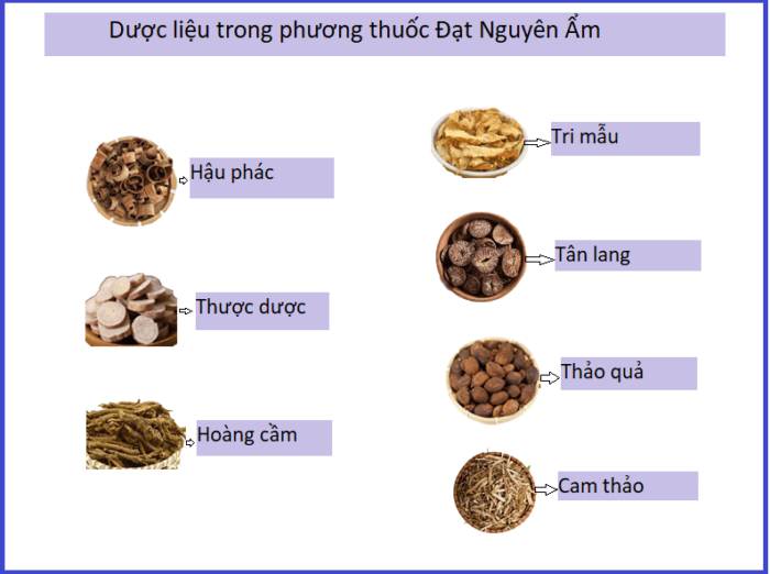 Trung y dưỡng sinh: Sự thần bí của dược dẫn