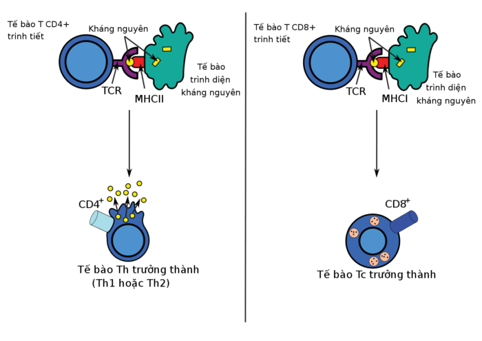 Vaccine SARS-COV-2 và bệnh lý thoái hóa thần kinh