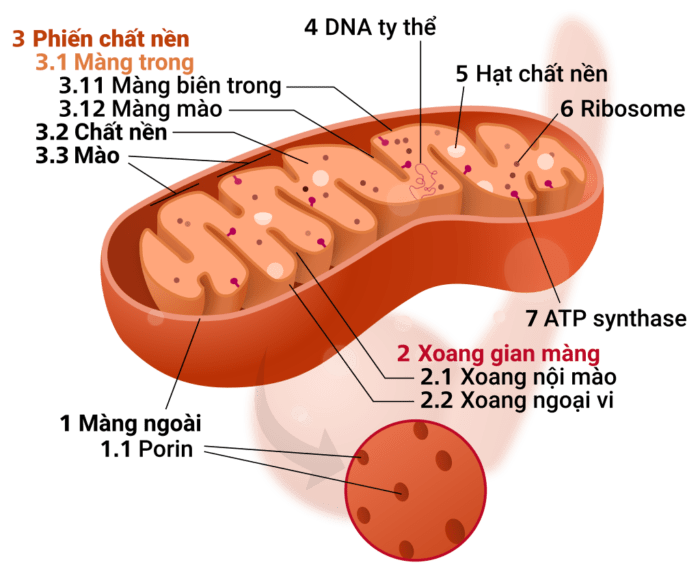 Vaccine SARS-COV-2 và bệnh lý thoái hóa thần kinh