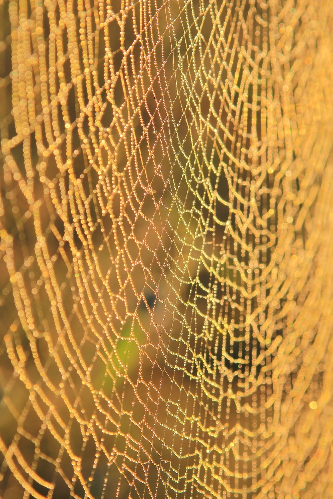 Chiếc áo choàng thanh lịch từ tơ nhện Golden Orb