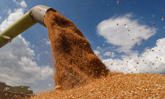Giá lúa mì giảm xuống mức trước chiến tranh sau thông báo về thỏa thuận Nga-Ukraine