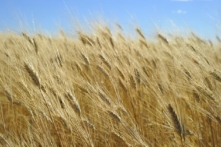 Tối cao Pháp viện viết lại Hiến Pháp như thế nào? (Phần 5)