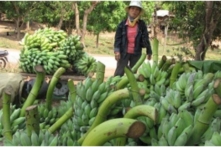 Tin Việt Nam ngày 30/3: Sài Gòn vẫn tốn hơn 14 tỷ đồng/năm thuê ‘siêu máy bơm’ dù đường hết ngập, chuối bị tắc biên quay đầu nội địa