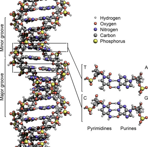 Khám phá bí ẩn của gene người, câu hỏi lớn cho Thuyết tiến hóa