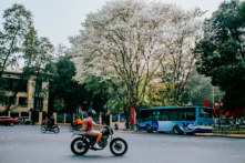 Hoa Sưa – dịu dàng sắc xuân