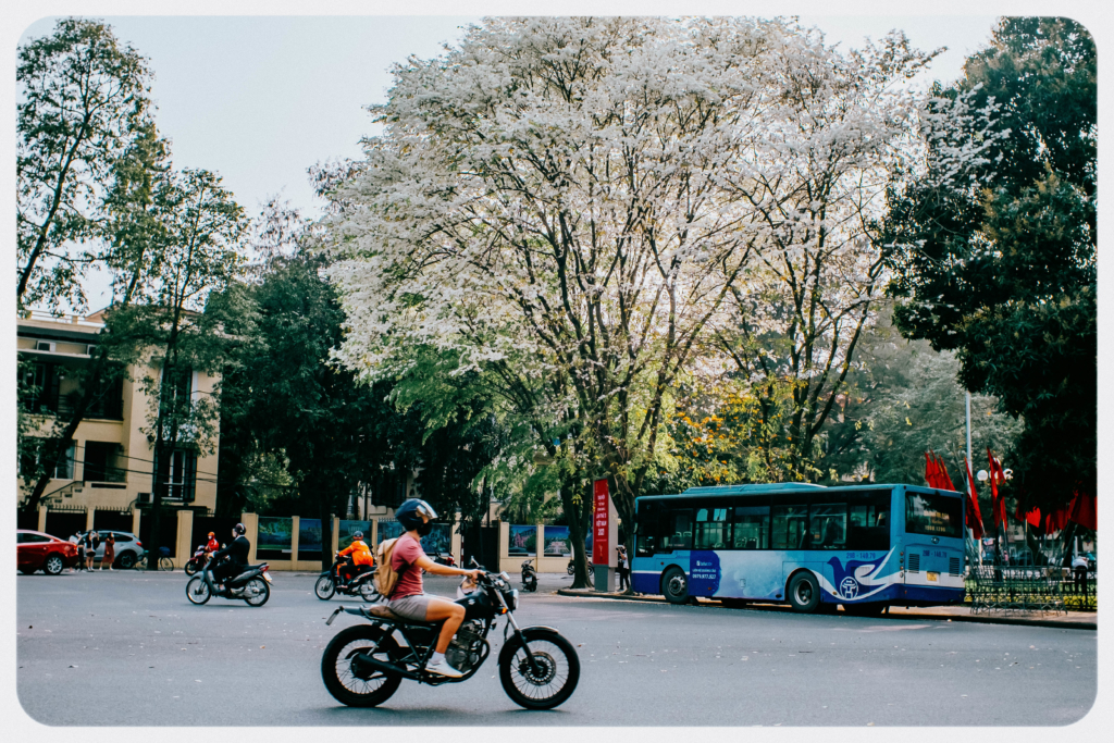 Hoa Sưa - dịu dàng sắc xuân