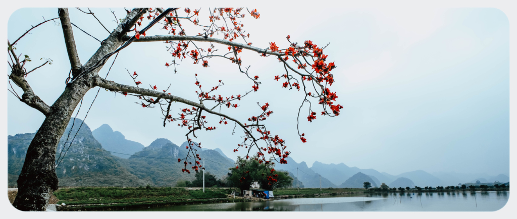 Mộc miên - thương nhớ hoa gạo tháng ba