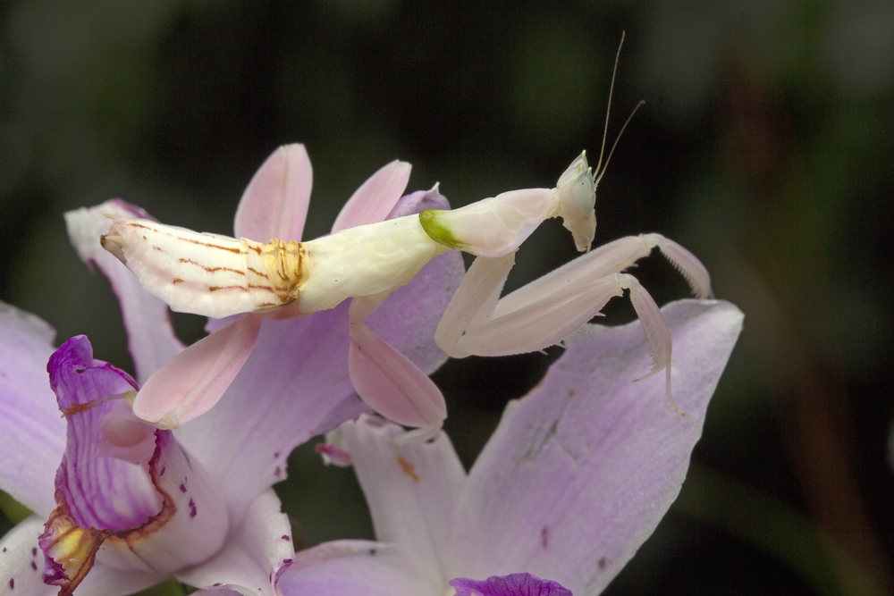 Loài côn trùng bắt mồi có khả năng ngụy trang độc đáo thành hoa lan
