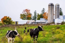 Dự luật mới sẽ bảo vệ đất nông nghiệp khỏi nguồn trợ cấp chính cho năng lượng gió và mặt trời