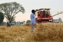 Ấn Độ kỳ vọng bứt phá về xuất cảng lúa mì trong bối cảnh khủng hoảng Nga-Ukraine