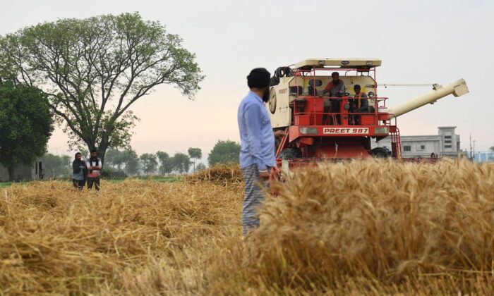 Ấn Độ kỳ vọng bứt phá về xuất cảng lúa mì trong bối cảnh khủng hoảng Nga-Ukraine
