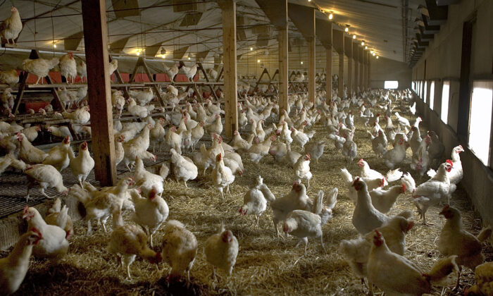 Hoa Kỳ: Hai triệu con gà và gà tây đã chết trong trận dịch cúm gia cầm mới