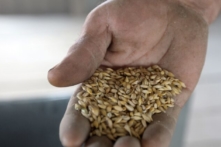 Chính sách bảo hộ có thể làm gia tăng gián đoạn chuỗi cung ứng lương thực toàn cầu