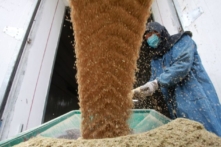 Trung Quốc có thể đối mặt với vụ lúa mì tồi tệ nhất trong lịch sử