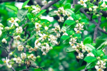 Hoa bưởi: Hương thầm của mùa Xuân