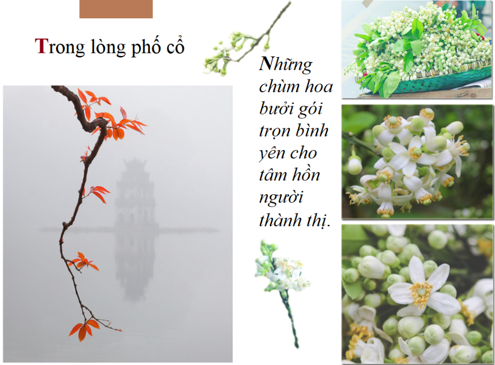 Hoa bưởi: Hương thầm của mùa Xuân