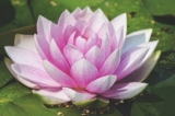 Tâm từ bi