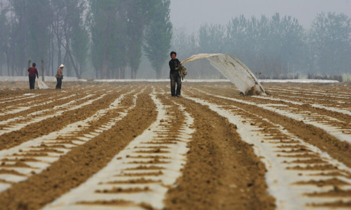 Con đường tơ lụa lương thực của Trung Quốc: Làm chủ cây trồng là làm chủ tương lai
