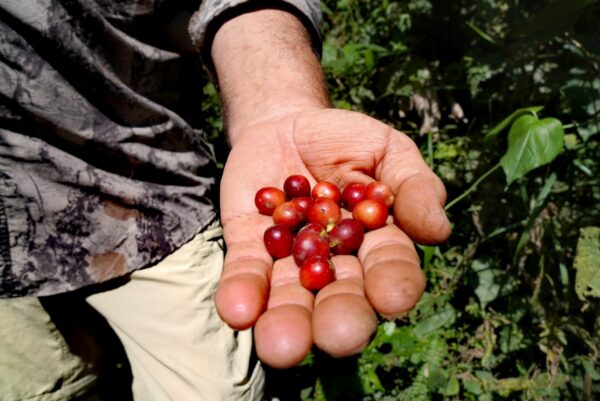 Thiếu hụt cà phê ở Mỹ Latinh gây rắc rối cho người tiêu dùng Hoa Kỳ