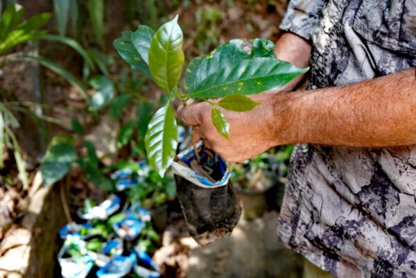 Thiếu hụt cà phê ở Mỹ Latinh gây rắc rối cho người tiêu dùng Hoa Kỳ