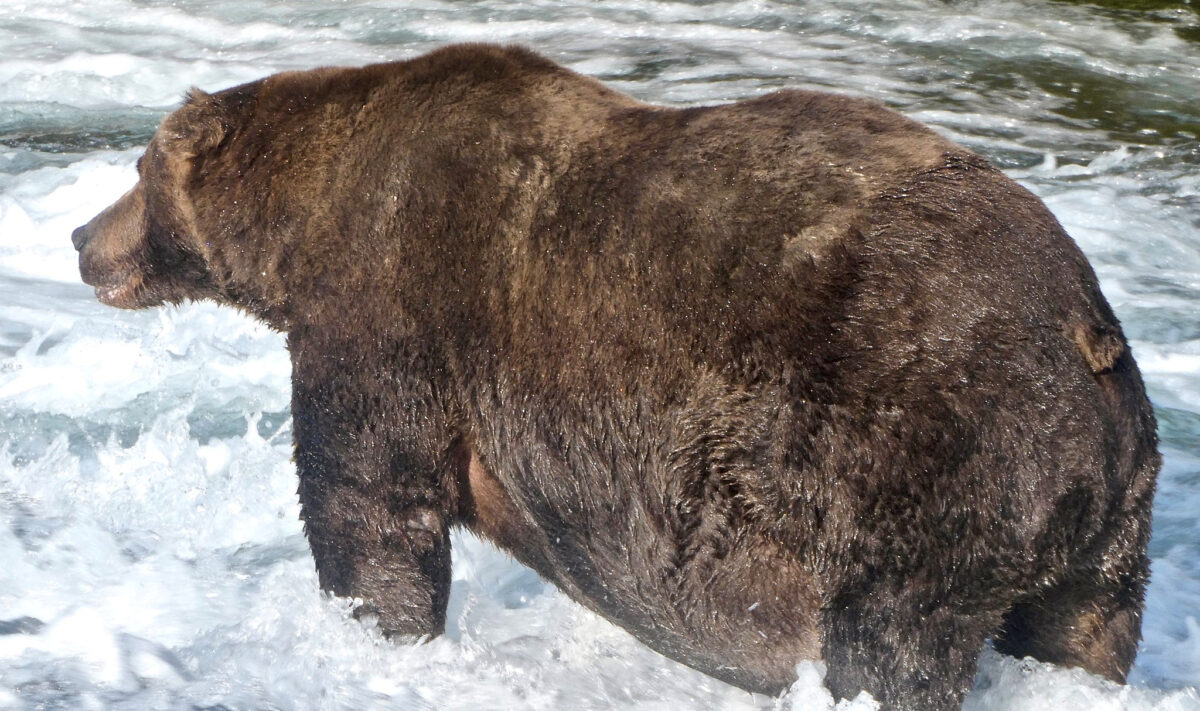 Tổng thống Biden đóng cửa hàng triệu mẫu Anh đủ điều kiện để khoan dầu ở Alaska