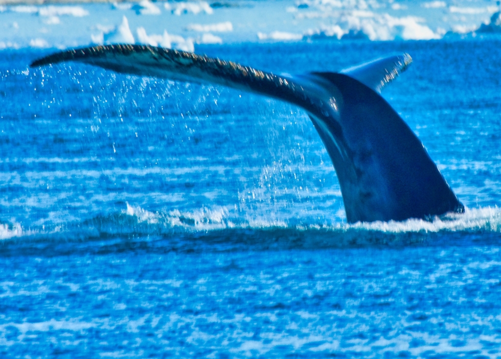 Greenland: Vùng đất của những tảng băng trôi