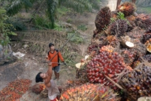 Indonesia: Nông dân biểu tình phản đối lệnh cấm xuất cảng dầu cọ