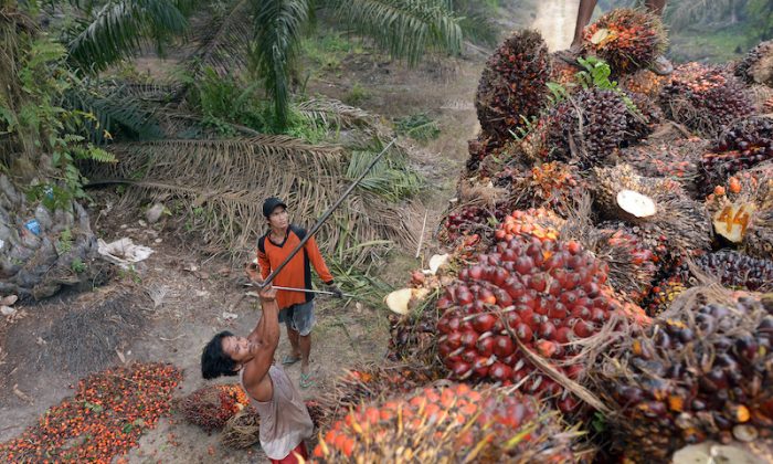 Indonesia: Nông dân biểu tình phản đối lệnh cấm xuất cảng dầu cọ