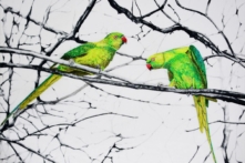 Những tác phẩm thêu tay mỹ lệ của nghệ nhân Susannah Weiland