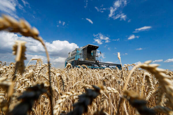 Nhà phân tích cảnh báo thế giới chỉ còn lượng dự trữ lúa mì cho ‘10 tuần’