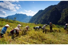 Tin Việt Nam ngày 6/6: Giá cám gạo tăng cao kỷ lục, giá xăng còn bao nhiêu nếu bỏ thuế, phí? Đề nghị mức thuế 5% với phân bón