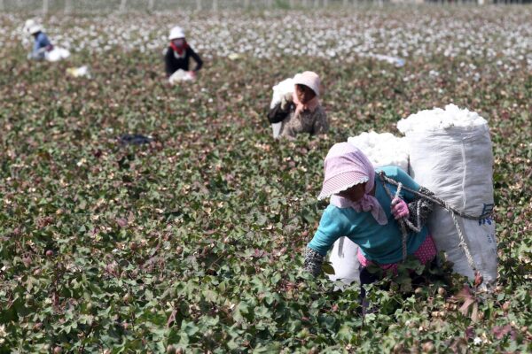 Hoa Kỳ: Đạo luật UFLPA có thể thay đổi ngành công nghiệp bông của Trung Quốc