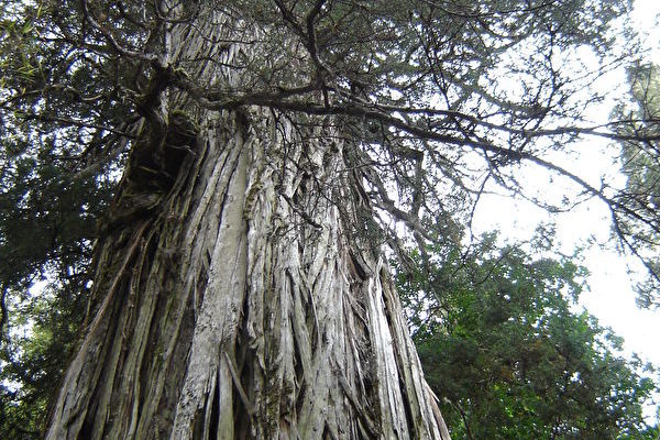 Cây thông hơn 5,400 năm tuổi ở Chile có thể là cây cổ thụ nhất thế giới