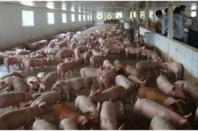 Tin Việt Nam ngày 13/7: Heo hơi bất ngờ tăng giá; mưa bão khiến hàng chục ngàn du khách kẹt tại các đảo ở Kiên Giang