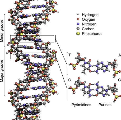 Những sơ hở khó bào chữa của thuyết tiến hóa (P.1): Mã DNA và Toán học