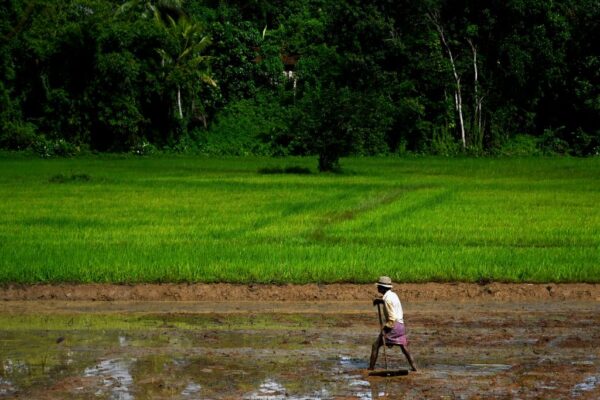 Sri Lanka và sự khởi đầu của đại dịch đói kém