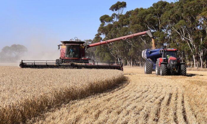 Sản lượng kỷ lục mang lại lợi nhuận lớn cho nông nghiệp Úc trong năm 2020-2021